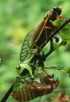 Hatching Prints: Periodical Cicada - 17 year JZ 712 Newly emerged