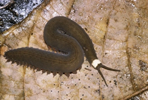 Images Dated 26th April 2005: Peripatus - female
