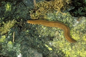 Images Dated 2nd July 2004: Peripatus / Onycophoran