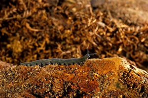 Images Dated 8th October 2007: Peripatus / Velvet worm - (Phylum: Onychophora) inhabits moist places e.g