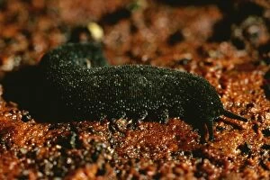 Images Dated 8th October 2007: Peripatus / Velvet worm - ( Phylum: Onychophora) Australia, inhabits moist places e.g