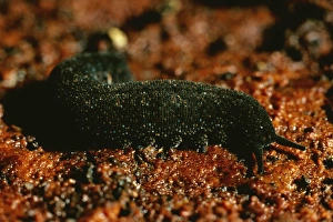 Images Dated 8th October 2007: Peripatus / Velvet worm - ( Phylum: Onychophora) Australia, inhabits moist places e.g