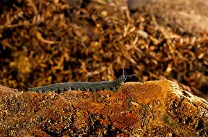 Annelid Prints: Peripatus / Velvet worm - (Phylum: Onychophora) inhabits moist places e