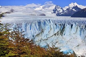Beeches Gallery: Perito Moreno Glacier - face of glacier and brightly