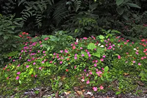 Periwinkle Prints: Periwinkle flowers - in San Isidro forest. Andes - Merida - Venezuela