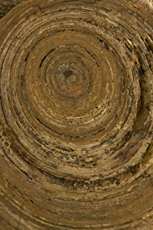Images Dated 31st January 2006: Permian Stramatolite - Wave Hill Northern Territory - Australia - monn moontajenni formation