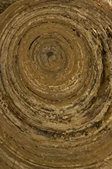 Permian Stramatolite - Wave Hill Northern Territory - Australia - monn moontajenni formation
