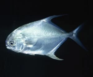 Images Dated 26th March 2008: Permit / Bloch's Pompano Fish - (Jacks)