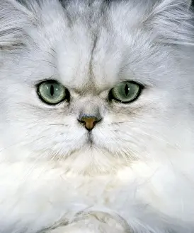 Staring Prints: Persan Chinchilla Cat