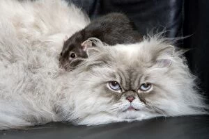 Images Dated 24th June 2006: Persian Blue Colourpoint Cat - and Rat