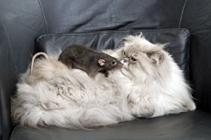 Images Dated 24th June 2006: Persian Blue Colourpoint Cat - and Rat