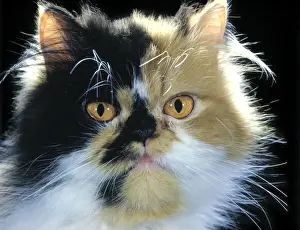 Persian Cat