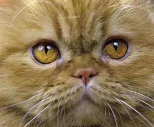 Persian Cat