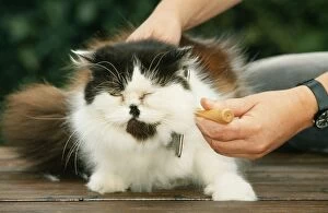 Brushes Gallery: PERSIAN CAT - BEING BRUSHED