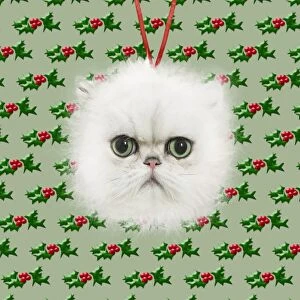 Persian Cat, Christmas bauble with holly looking
