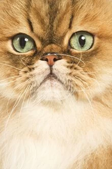 Images Dated 25th September 2005: Persian Cat - Golden shade - close-up of face