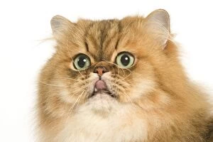 Persian Cat - Golden shade - close-up of face