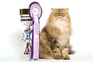Images Dated 25th September 2005: Persian Cat - Golden shade - sitting next to rosette & prize cup