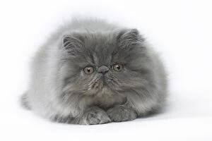 Persian Cat kitten