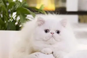 Persian Cat - kitten
