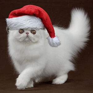 Persian Cat, Kitten wearing Christmas hat