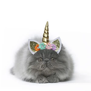 Persian Cat, kitten wearing unicorn headband