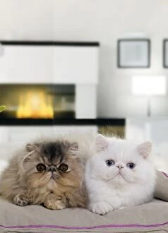 Persian Cat - kittens