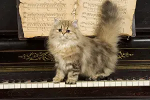 Persian Cat - on piano