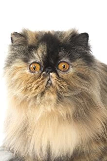 Persian Cat portrait with a confused expression