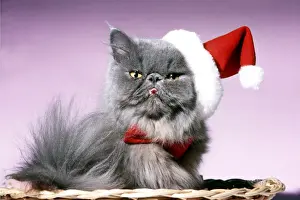 Basket Prints: Persian Cat - Santa look in basket in Christmas hat and tie