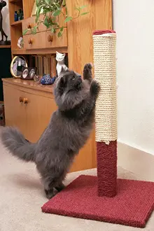 Equipment Prints: Persian Cat - on scratching post
