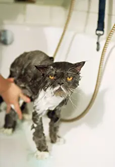 Cross Prints: Persian Cat - standing in bath, being washed