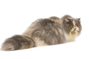 Persian Cat - in studio