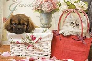 Persian Cat with Tibetan Spaniel puppy in baskets