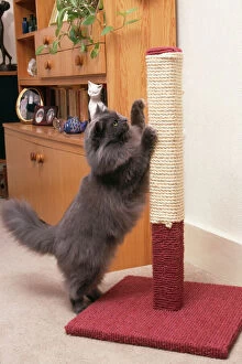 Persian CAT - using scratching post to sharpen claws