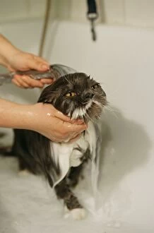 Persian CAT - being washed in bath