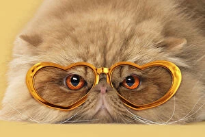Persian Cat wearing heart shaped gold sunglasses