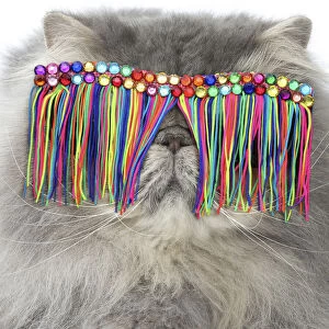 Persian Cat wearing tassel sunglasses