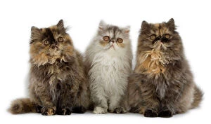 Mixed Colours Collection: Persian Cats - three sitting in line