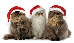 Persian Cats - three sitting in line Digital manipulation - added hats