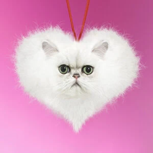 Persian Chinchilla Cat, fluffy heart shape