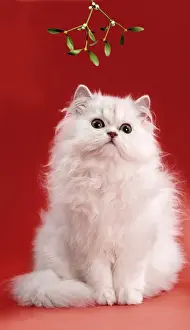 Persian Chinchilla Cat - long-haired, under mistletoe