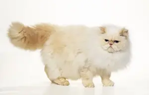 Cream Prints: Persian Cream Point Himalayan Cat