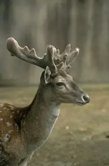 Persian Fallow Deer - male