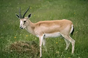 Antelopes Prints: Persian Gazelle KF 4854 Male Gazella subgutturosa © Kenneth W. Fink / ARDEA LONDON