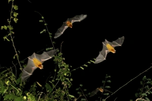 Images Dated 13th September 2007: Persian leaf nosed Bat - in flight - Pugu Hill - Tanzania - Africa