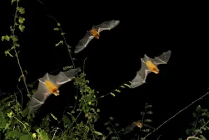 Portrait Ll Prints: Persian leaf nosed Bat - in flight - Pugu Hill - Tanzania - Africa