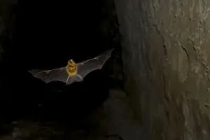 Persian leaf nosed Bat - in flight - Pugu Hill - Tanzania - Africa