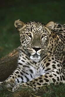 Images Dated 20th April 2009: Persian Leopard