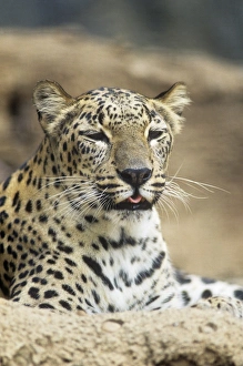 Images Dated 20th April 2009: Persian Leopard